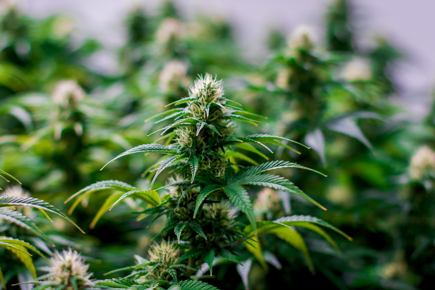 Maturing indoor cannabis plant
